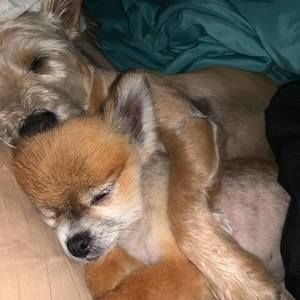 Meet your Posher, Dusty